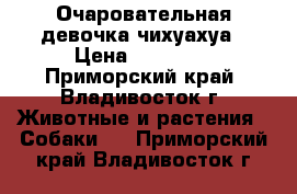 Очаровательная девочка чихуахуа › Цена ­ 15 000 - Приморский край, Владивосток г. Животные и растения » Собаки   . Приморский край,Владивосток г.